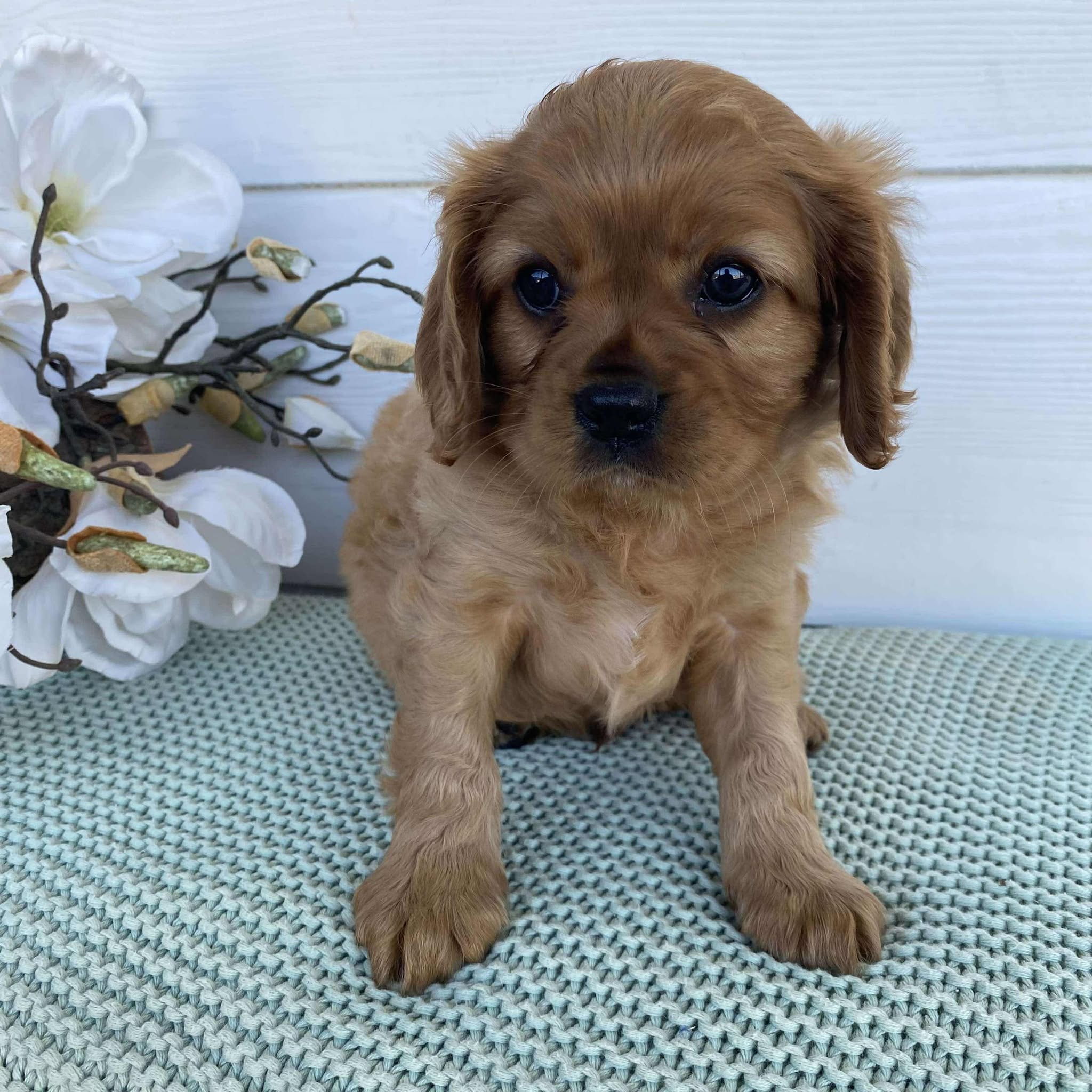 Cavalier Male Diesel - Available to Adopt 15th March 2025