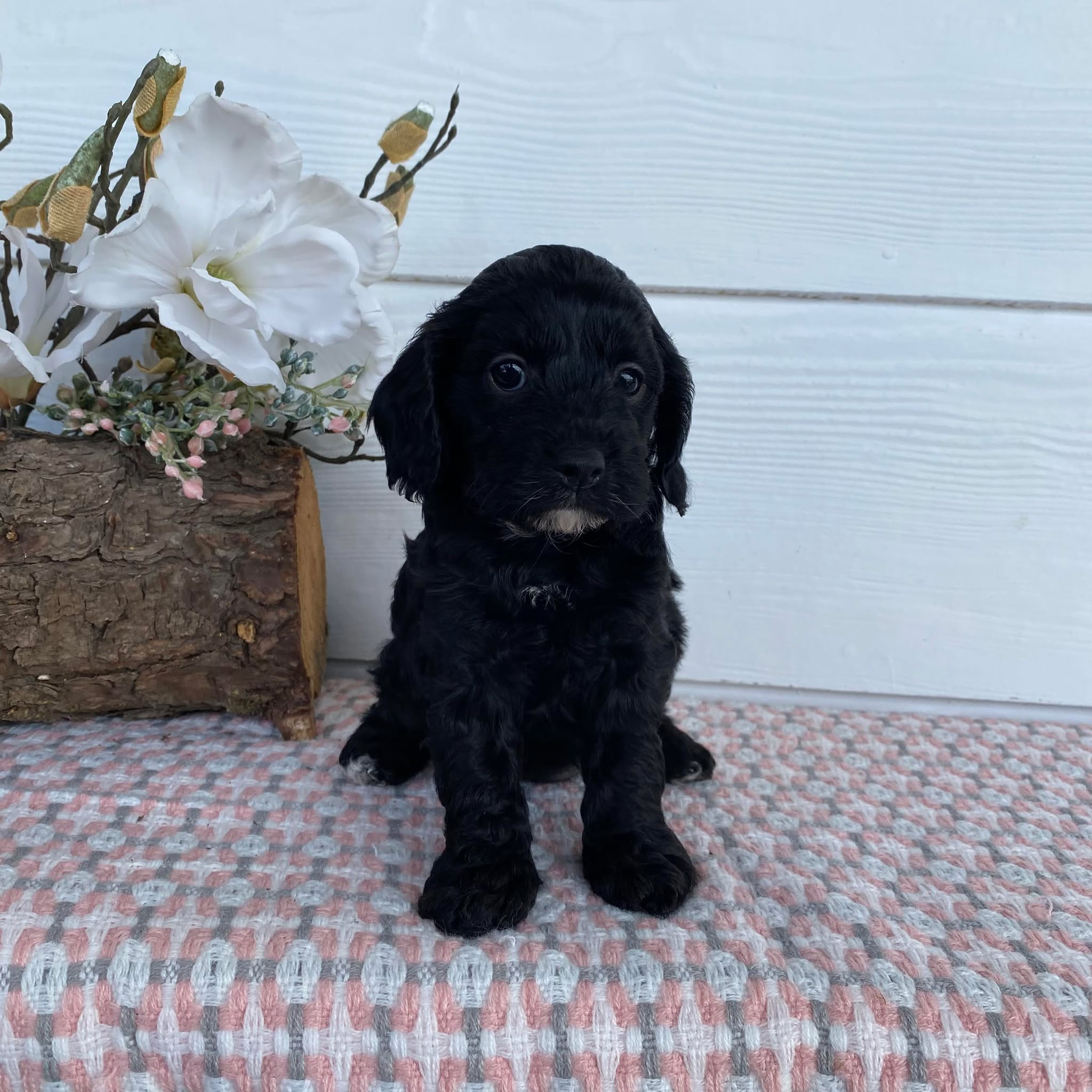Cavoodle Toy Female Abbey - Available to Adopt 29th April 2025