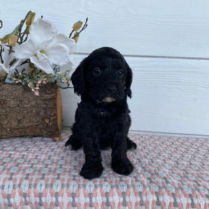 Cavoodle Toy Female Abbey - Available to Adopt 29th April 2025