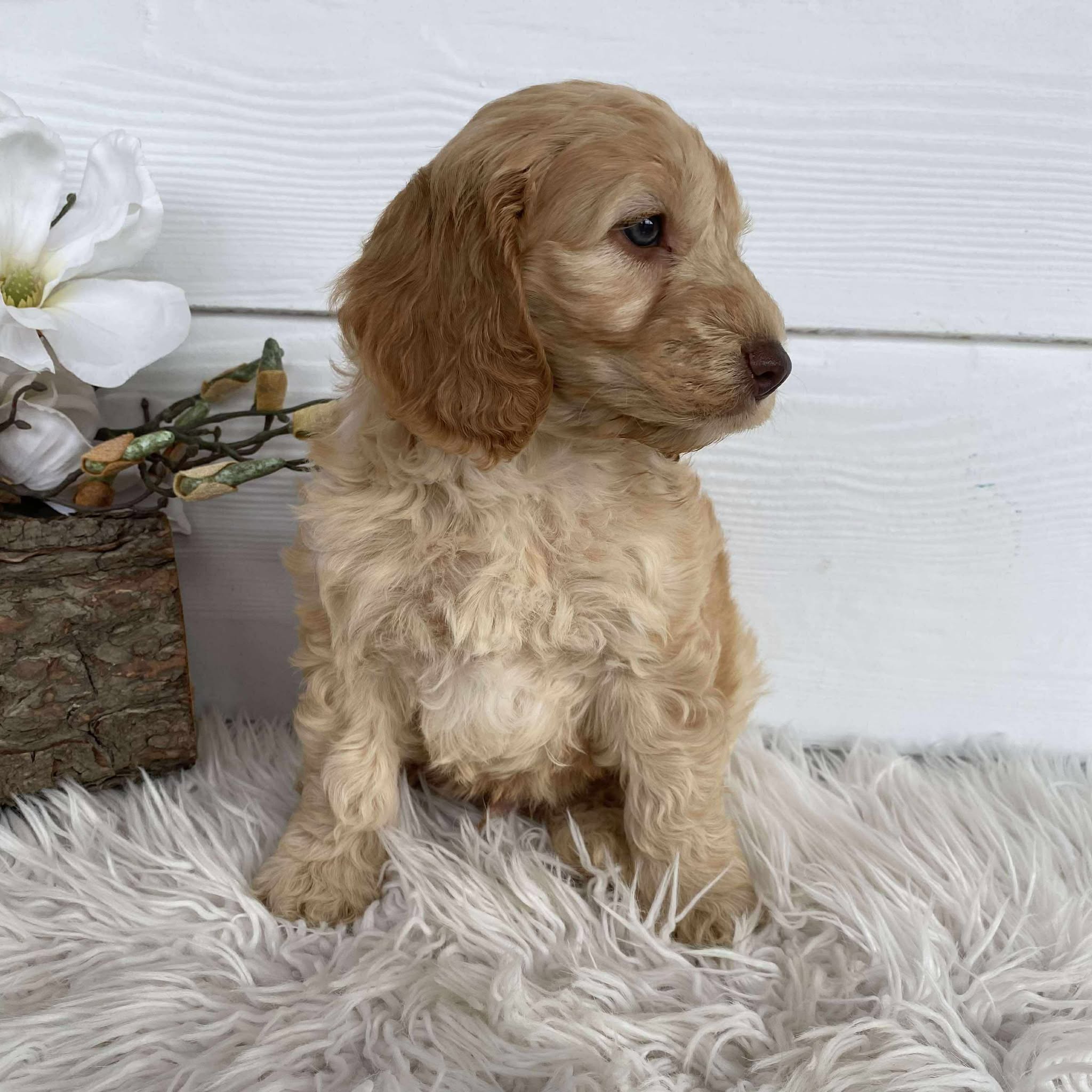 Spoodle Mini Male Lion - Available to Adopt 7th May 2025