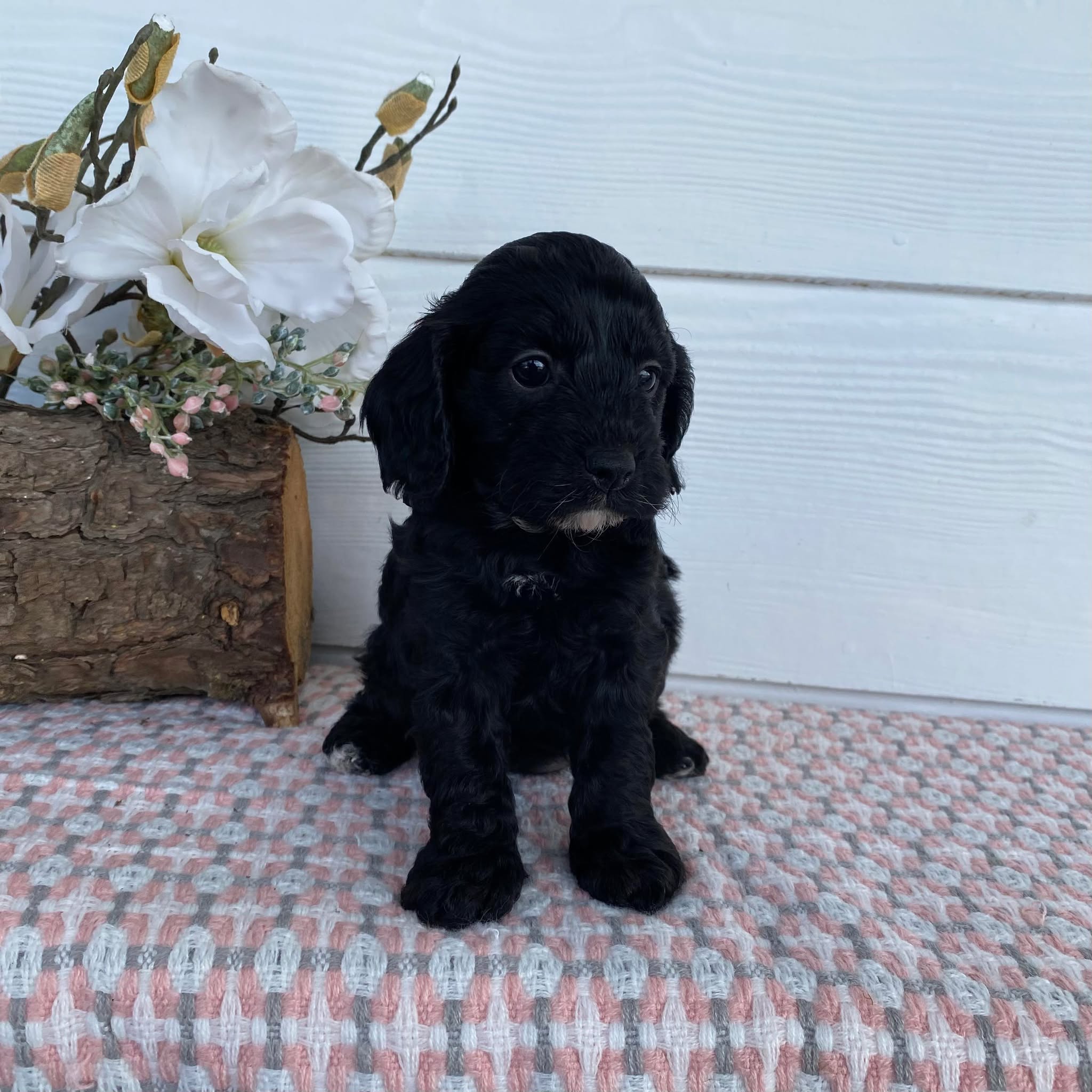 Cavoodle Toy Female Abbey - Available to Adopt 29th April 2025