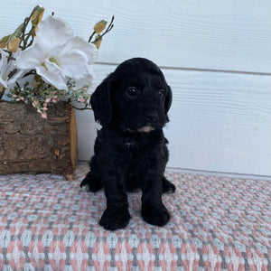 Cavoodle Toy Female Abbey - Available to Adopt 29th April 2025