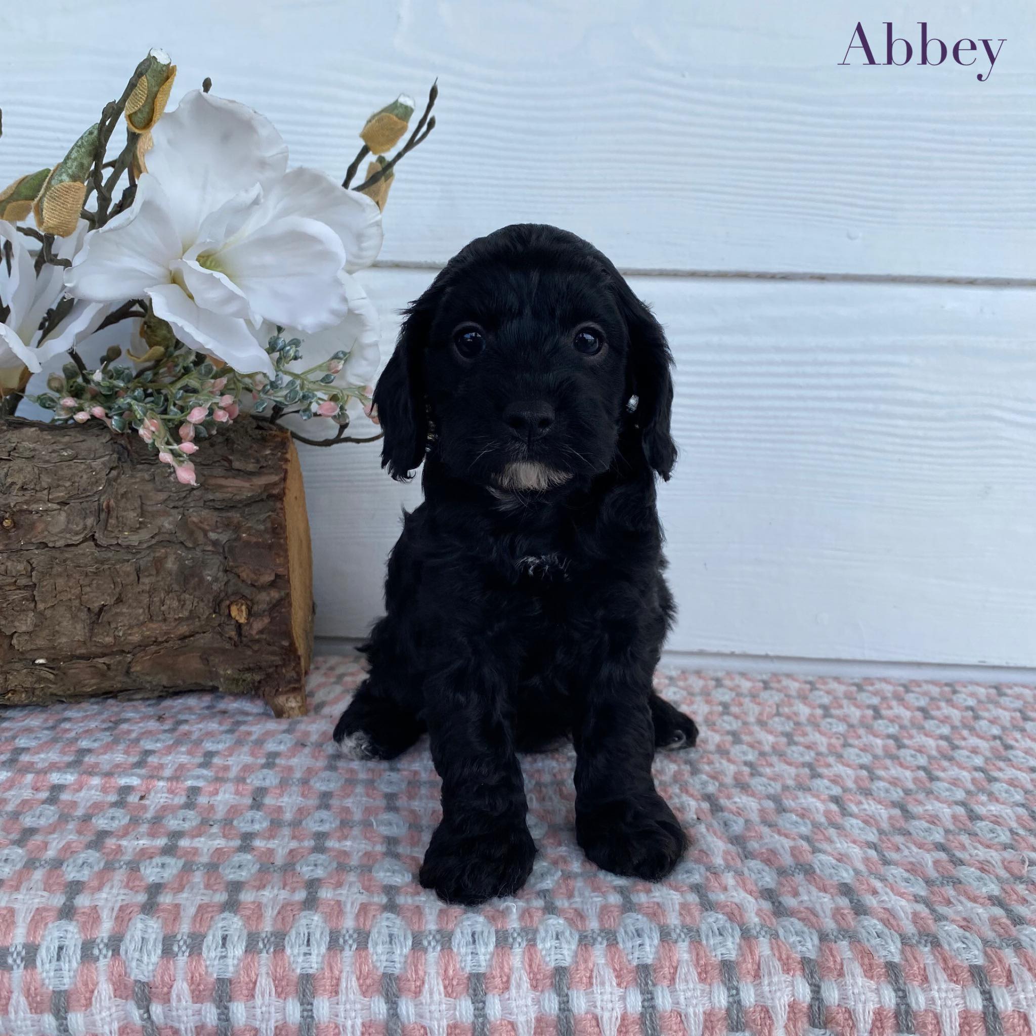 Cavoodle Toy Female Abbey - Available to Adopt 29th April 2025