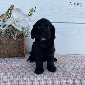 Cavoodle Toy Female Abbey - Available to Adopt 29th April 2025