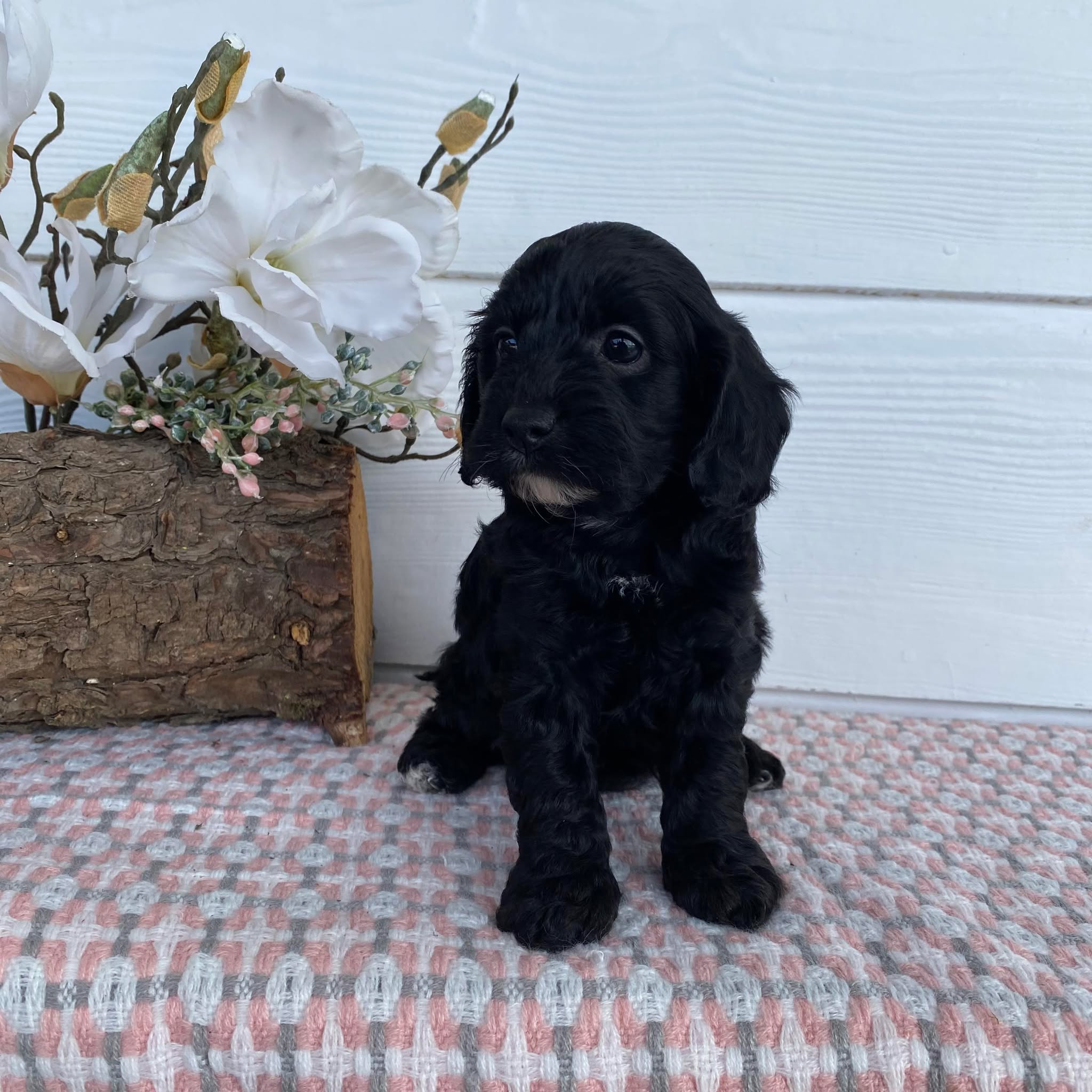 Cavoodle Toy Female Abbey - Available to Adopt 29th April 2025