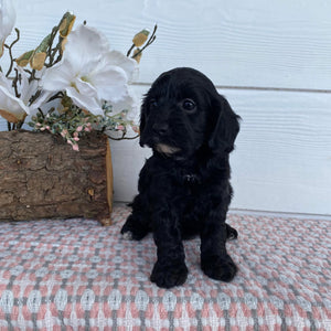 Cavoodle Toy Female Abbey - Available to Adopt 29th April 2025