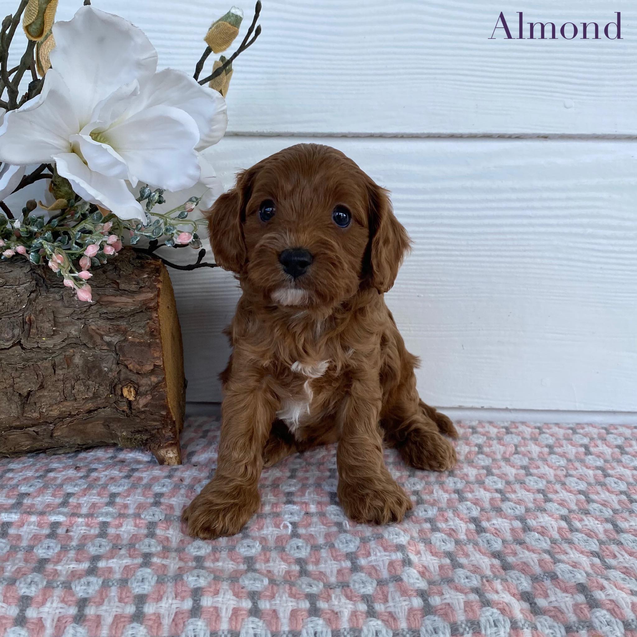 Cavoodle Toy Female Almond - Adopted