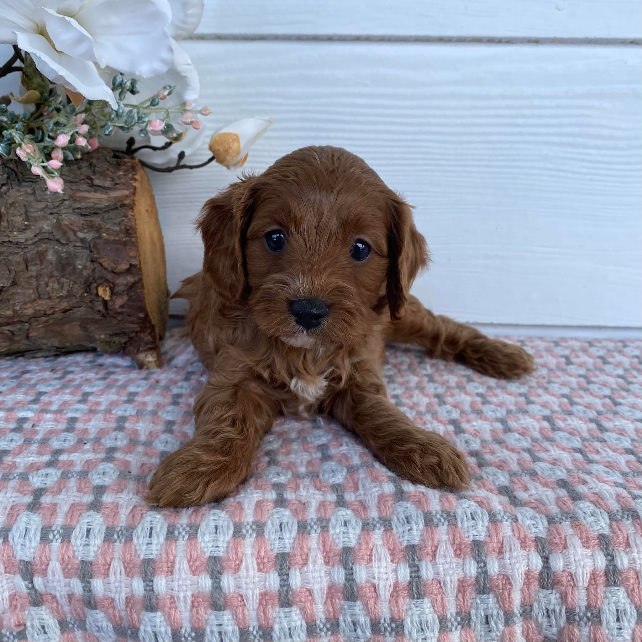 Cavoodle Toy Female Almond - Adopted