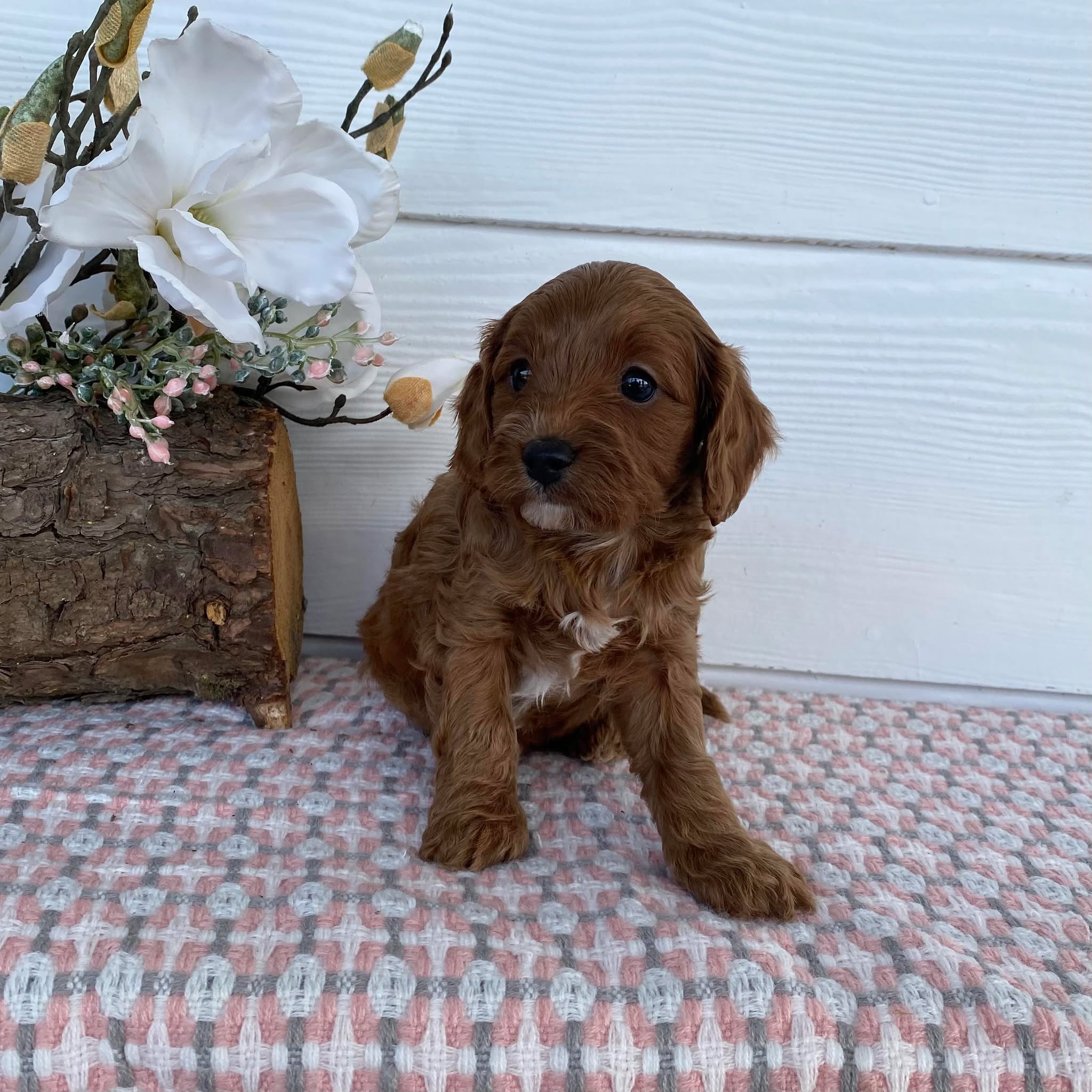Cavoodle Toy Female Almond - Adopted