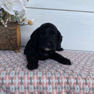 Cavoodle Toy Female Abbey - Available to Adopt 29th April 2025
