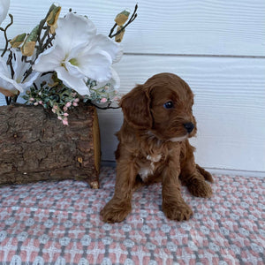 Cavoodle Toy Female Almond - Adopted