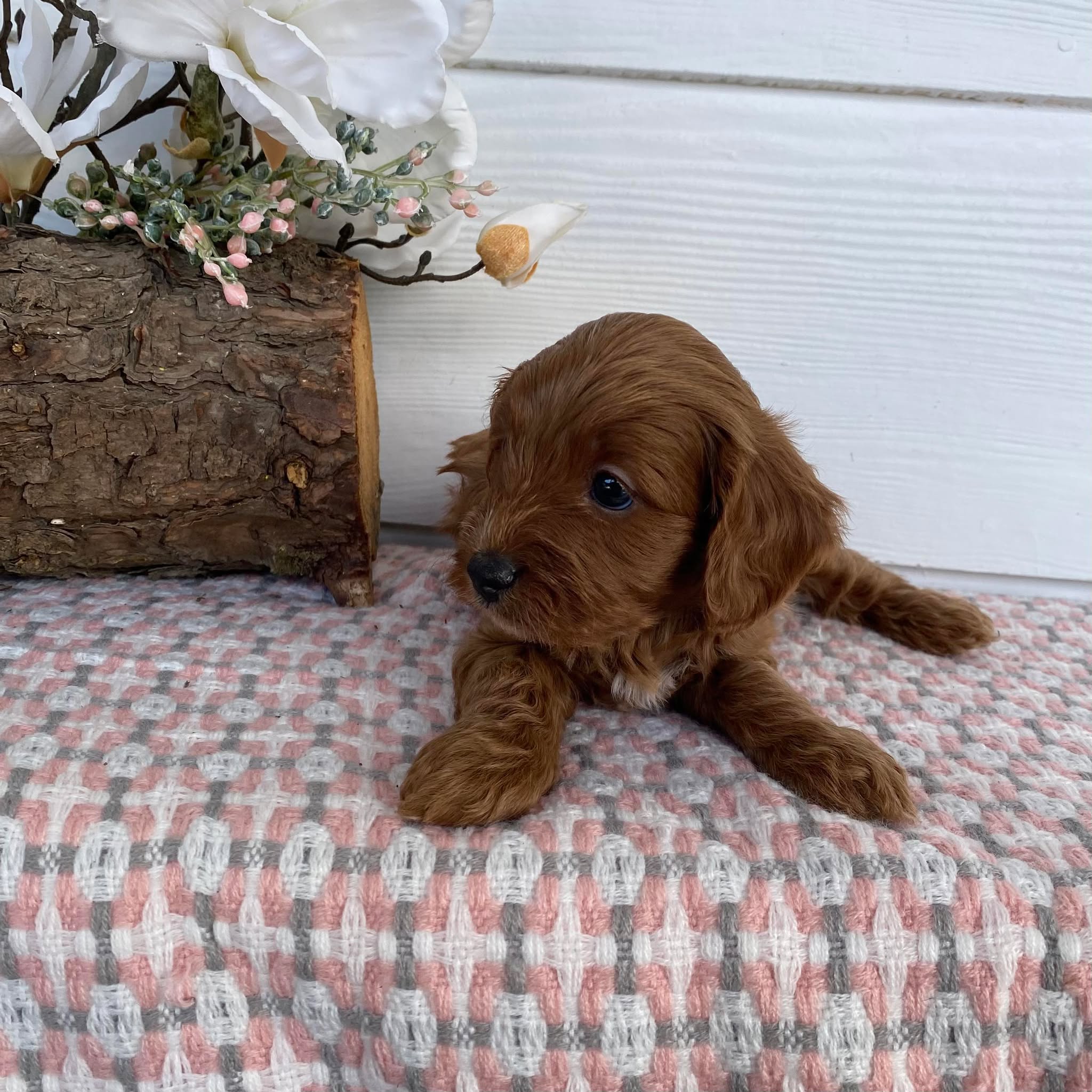 Cavoodle Toy Female Almond - Adopted