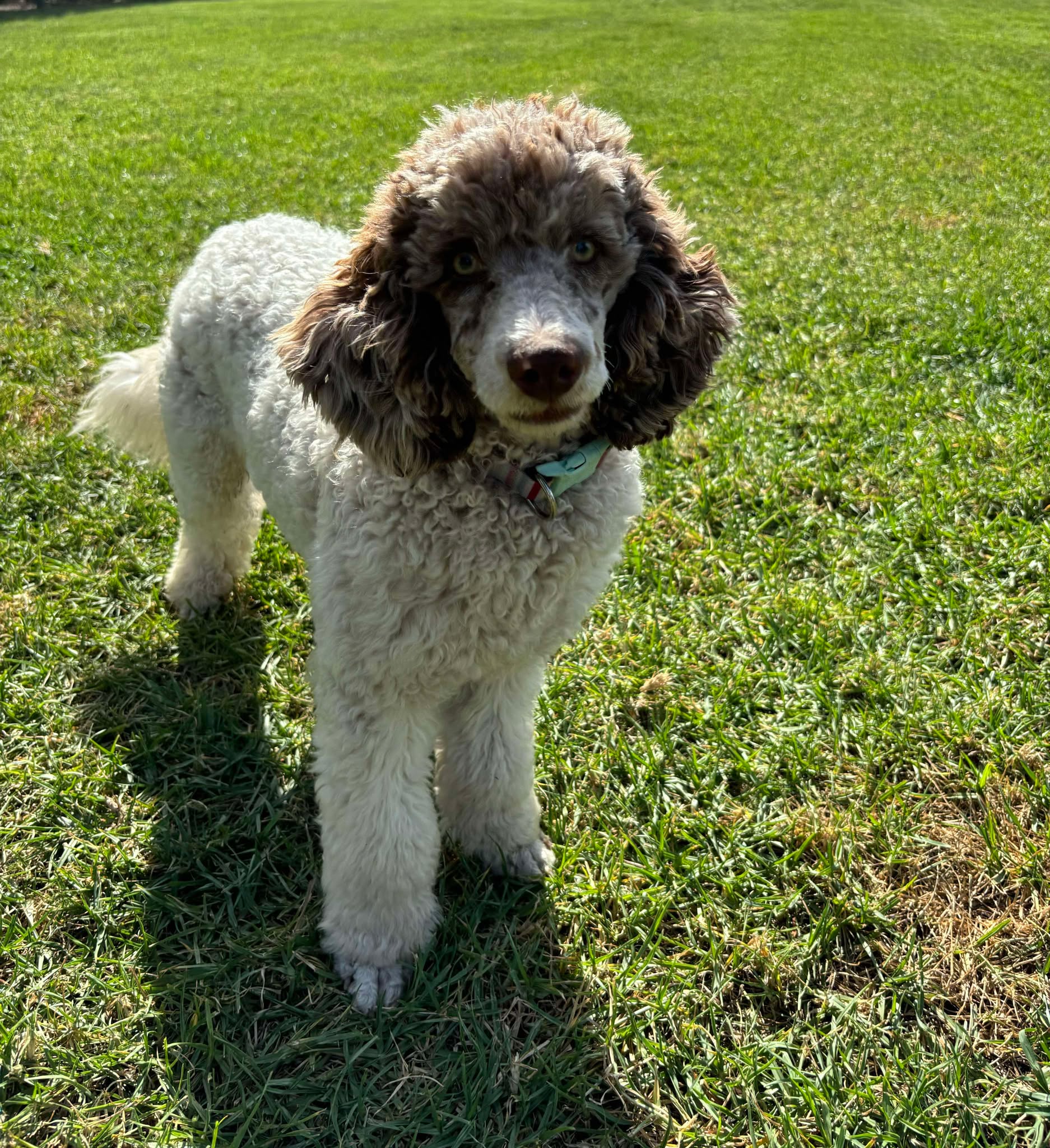 Spoodle Mini Female Melody - Available to Adopt 20th November 2025