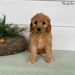 Cavoodle Mini Female Wattle - Available to Adopt 12th May 2025
