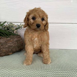 Cavoodle Mini Female Wattle - Available to Adopt 12th May 2025