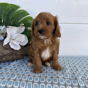 Cavoodle Toy Male Major - Available Now to Adopt