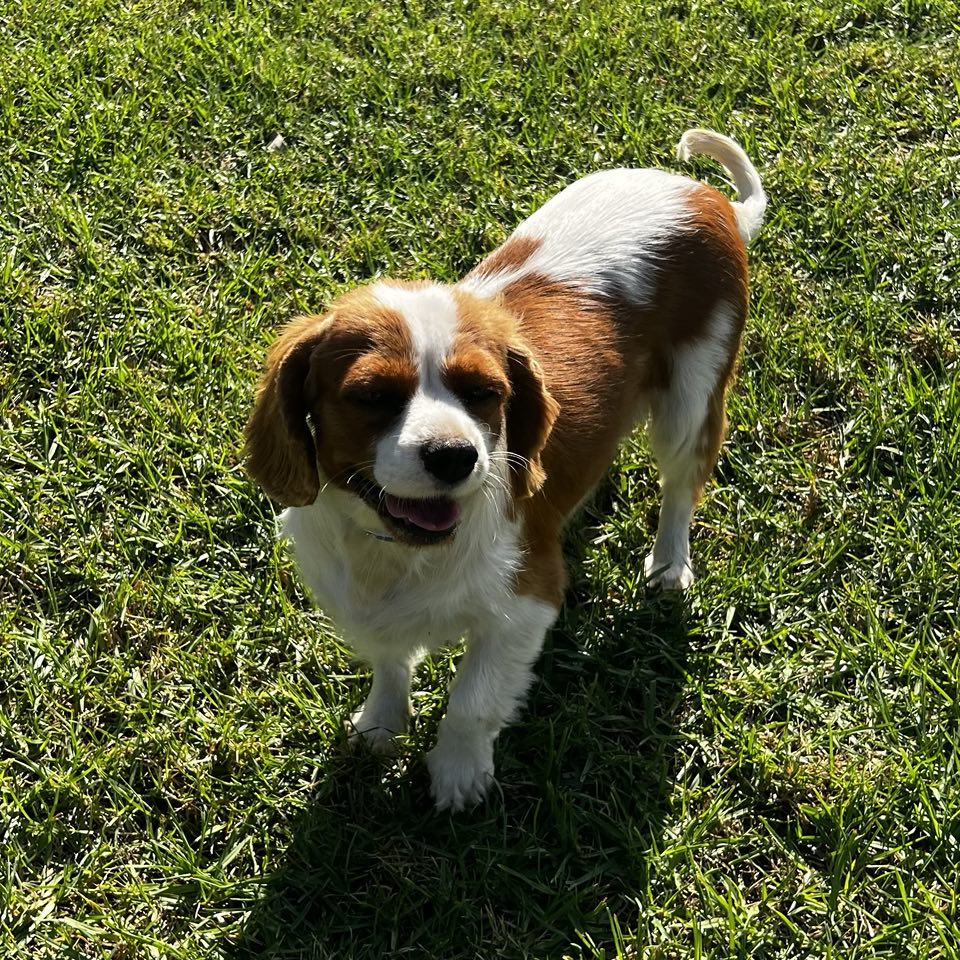 Cavoodle Toy Male Scout - Available to Adopt 7th October 2025