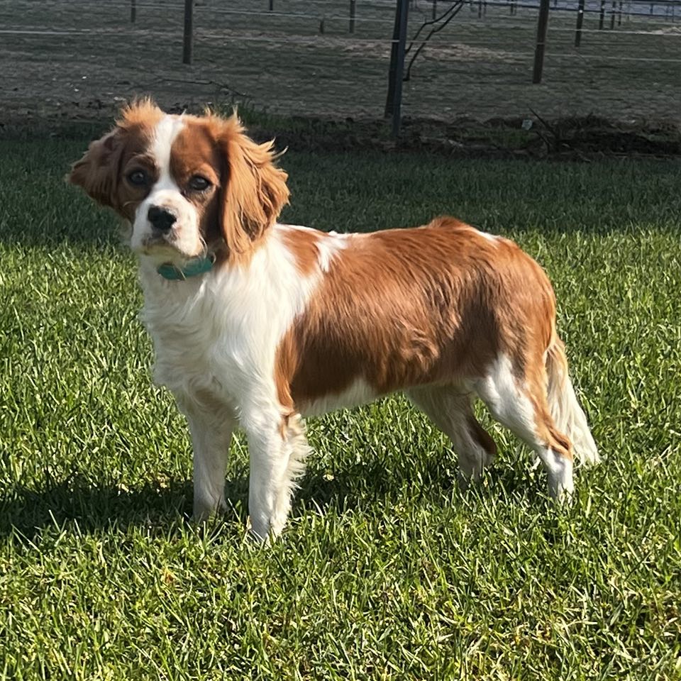 Cavoodle Toy Female Olive - Available to adopt 12th September