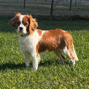 Cavoodle Toy Female Olive - Available to adopt 12th September