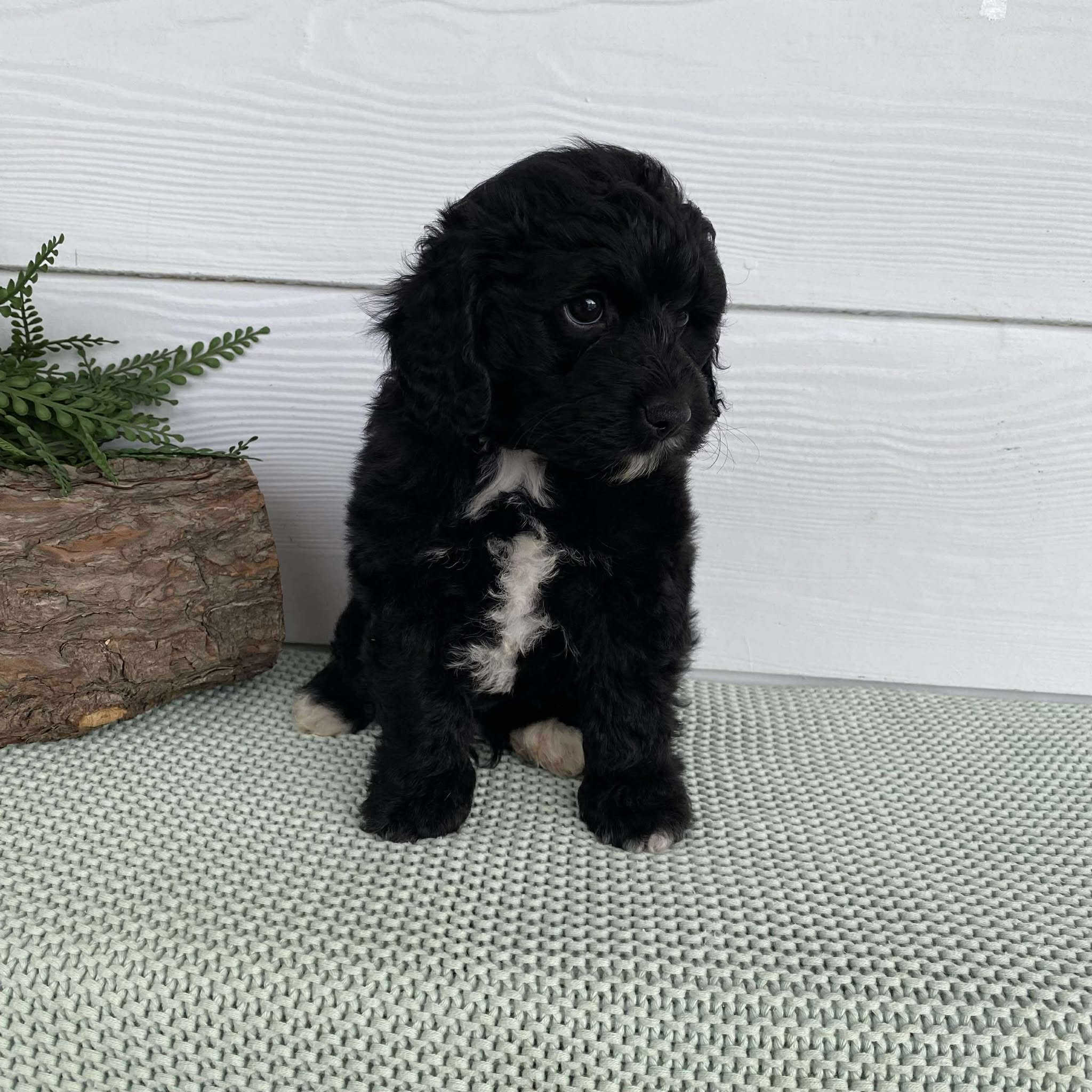 Cavoodle Mini Male Wags - Available to Adopt 12th May 2025