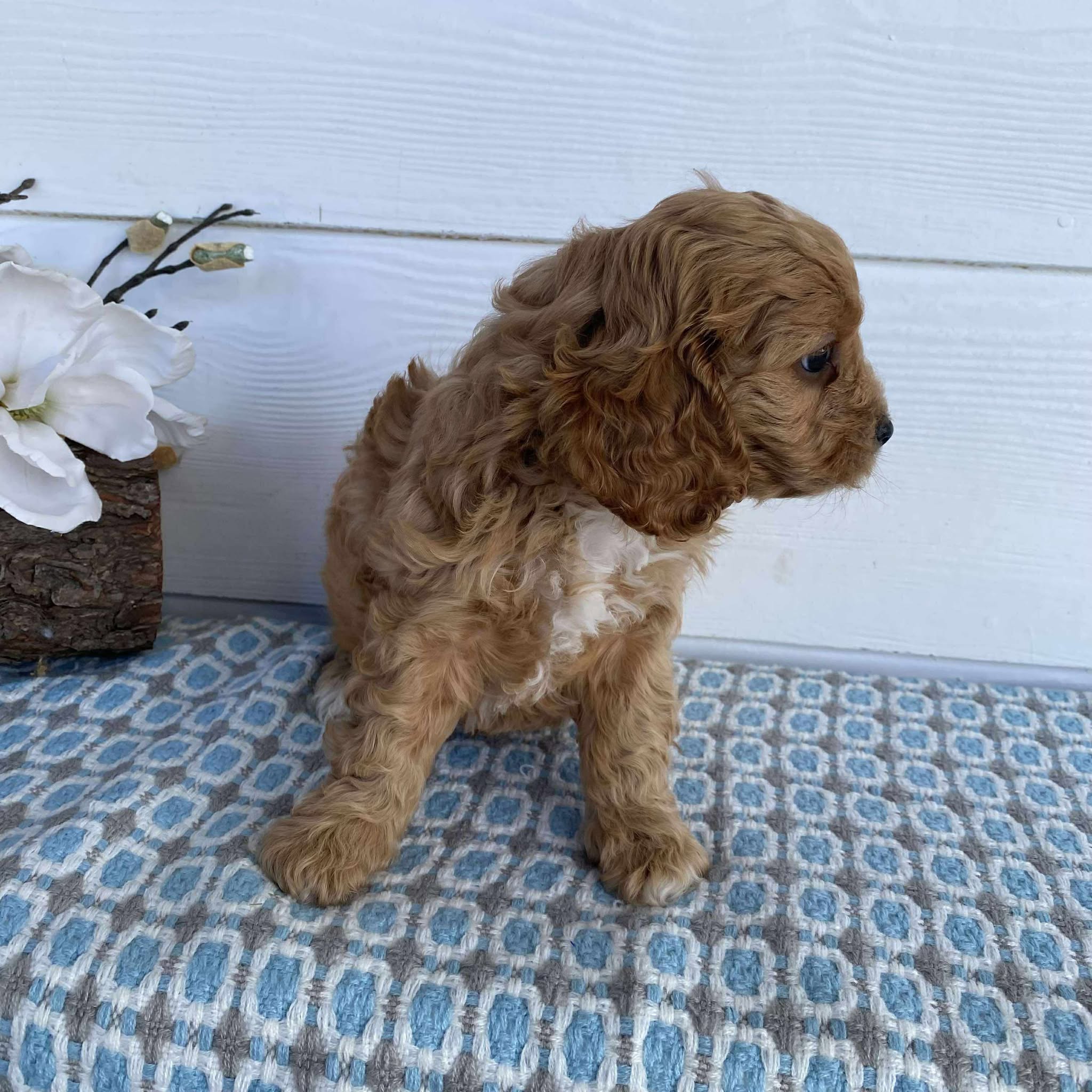 .Cavoodle Toy Male Mickey - Available to Adopt 13th May 2025