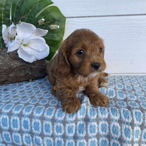 Cavoodle Toy Male Major - Available Now to Adopt