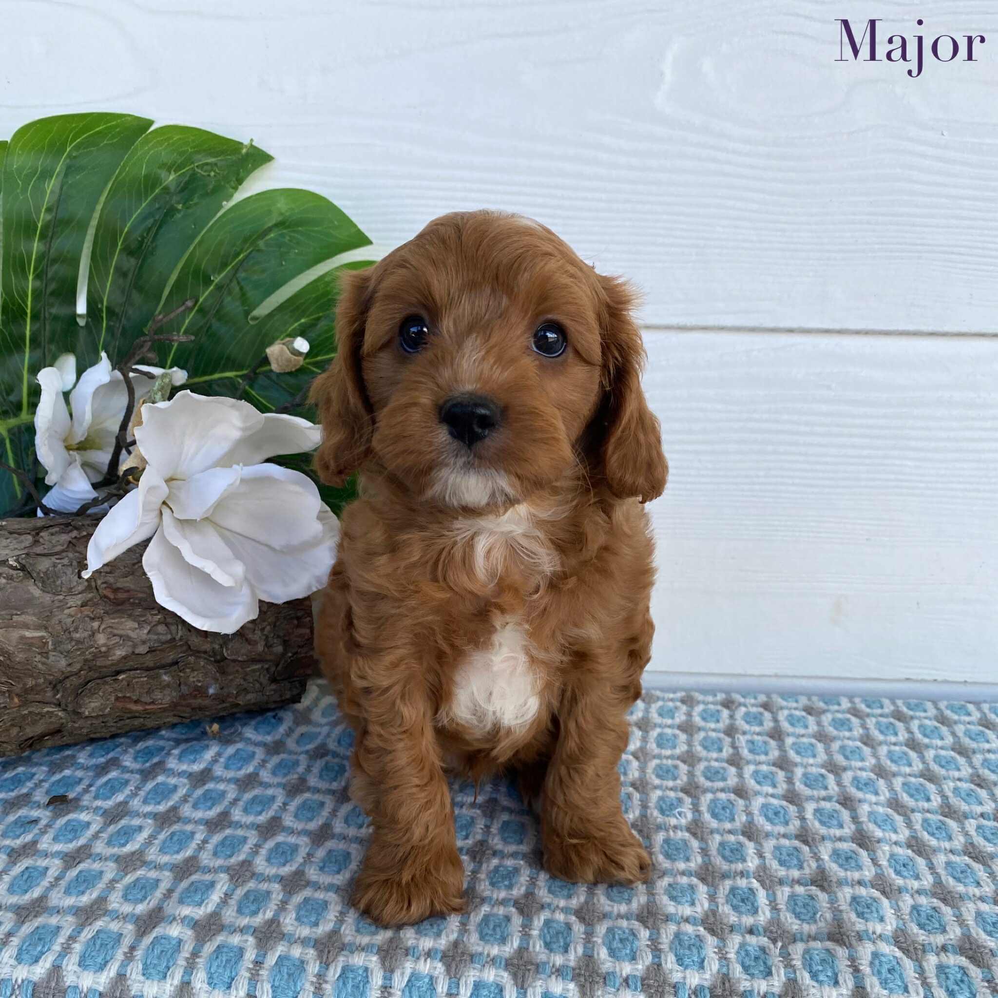 Cavoodle Toy Male Major - Available Now to Adopt