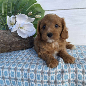 Cavoodle Toy Male Major - Available Now to Adopt