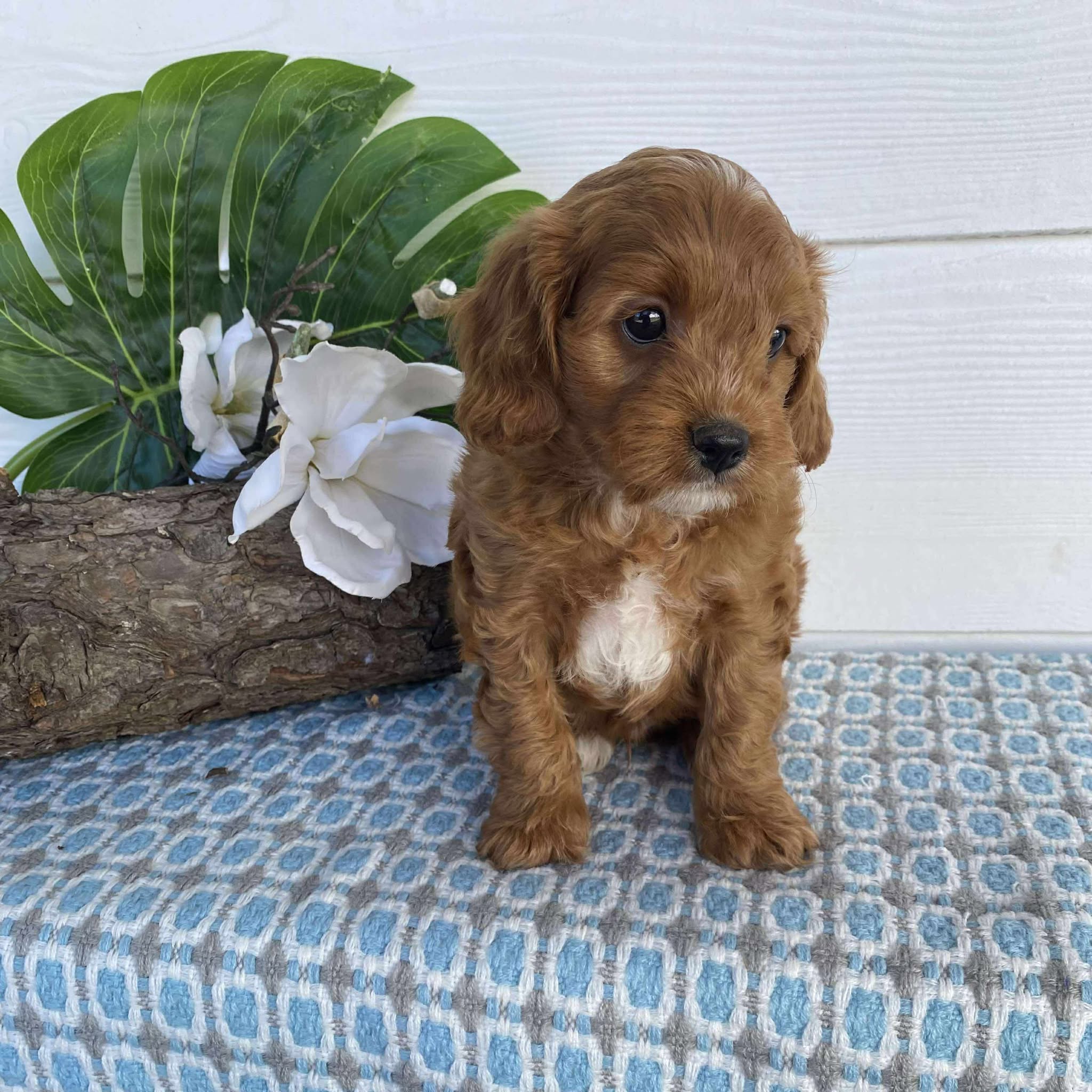 Cavoodle Toy Male Major - Available Now to Adopt