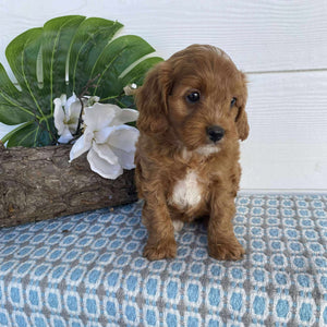 Cavoodle Toy Male Major - Available Now to Adopt