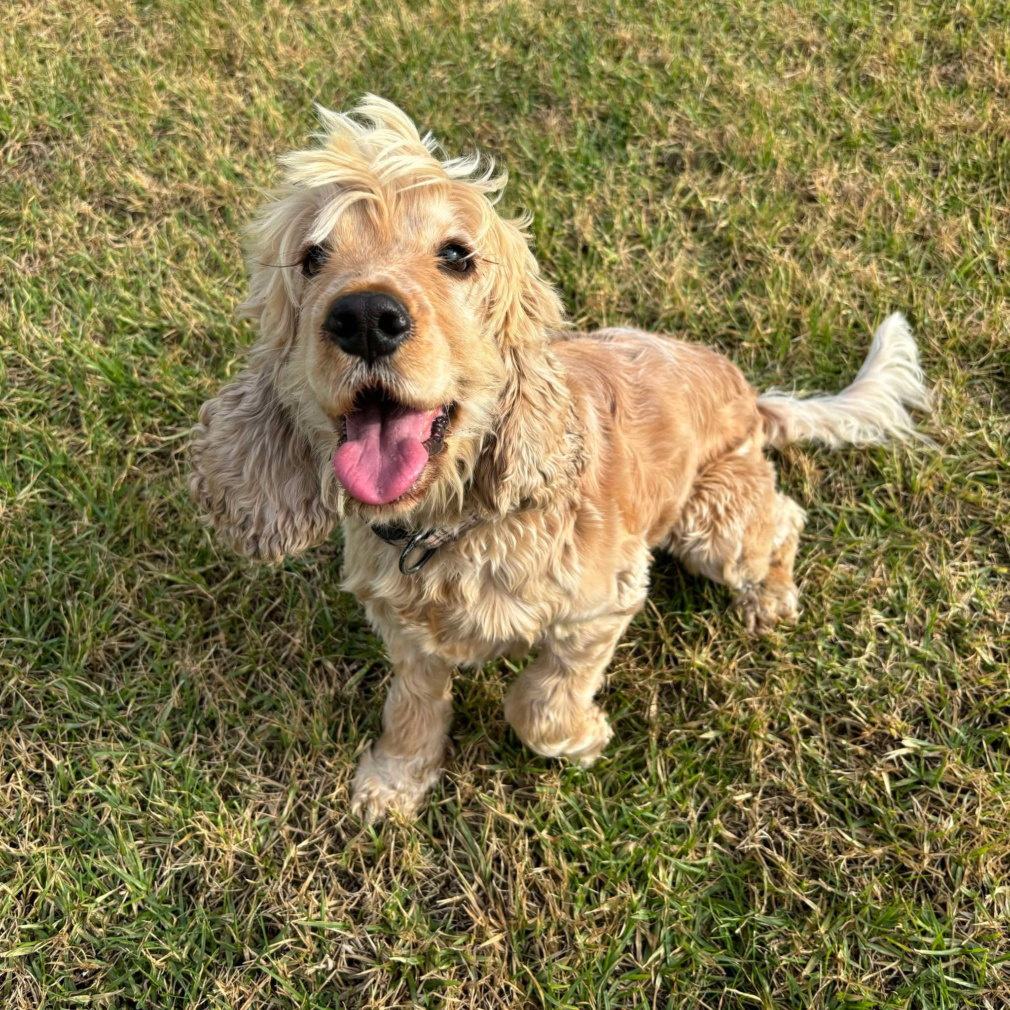 Spoodle Mini Female Lulu - Available to Adopt 11th October 2025