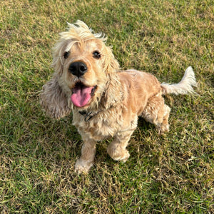 Spoodle Mini Female Lulu - Available to Adopt 11th October 2025