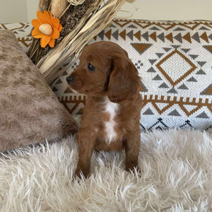 Cavoodle Toy Female Krystal - Available to Adopt 16th June 2025