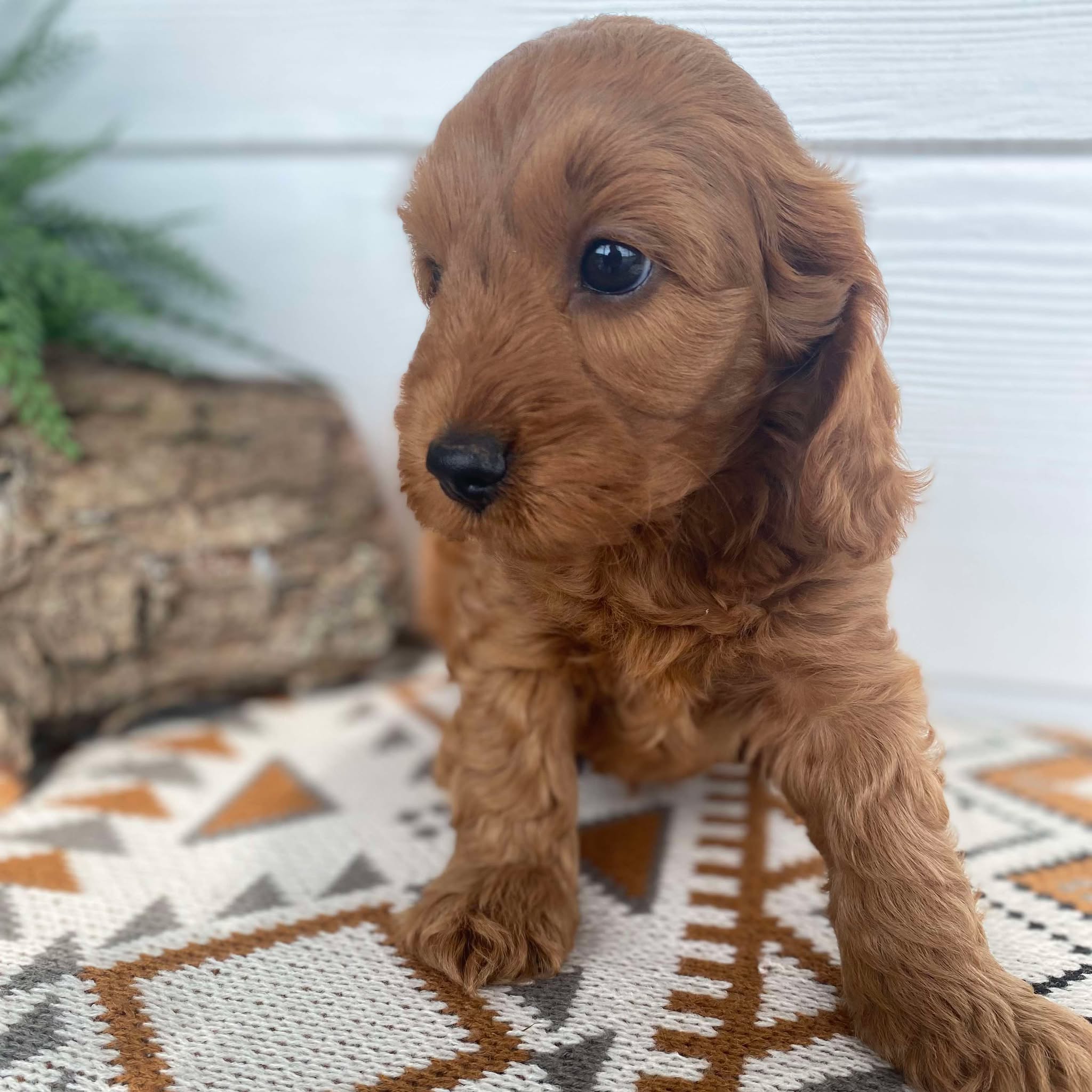 Spoodle Mini Male Merlin - Adopted