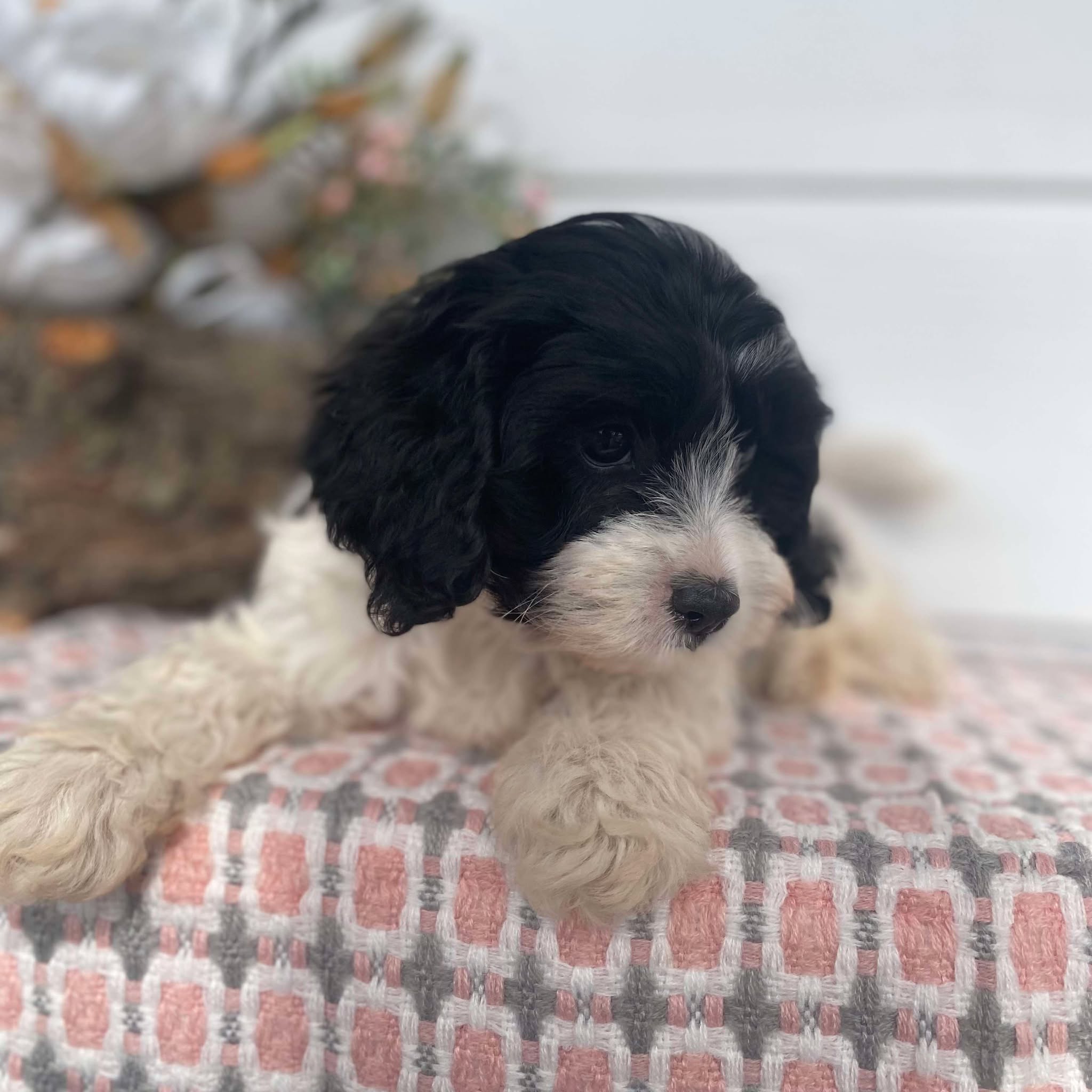 Cavoodle Mini Female Henrietta - Available Now to Adopt