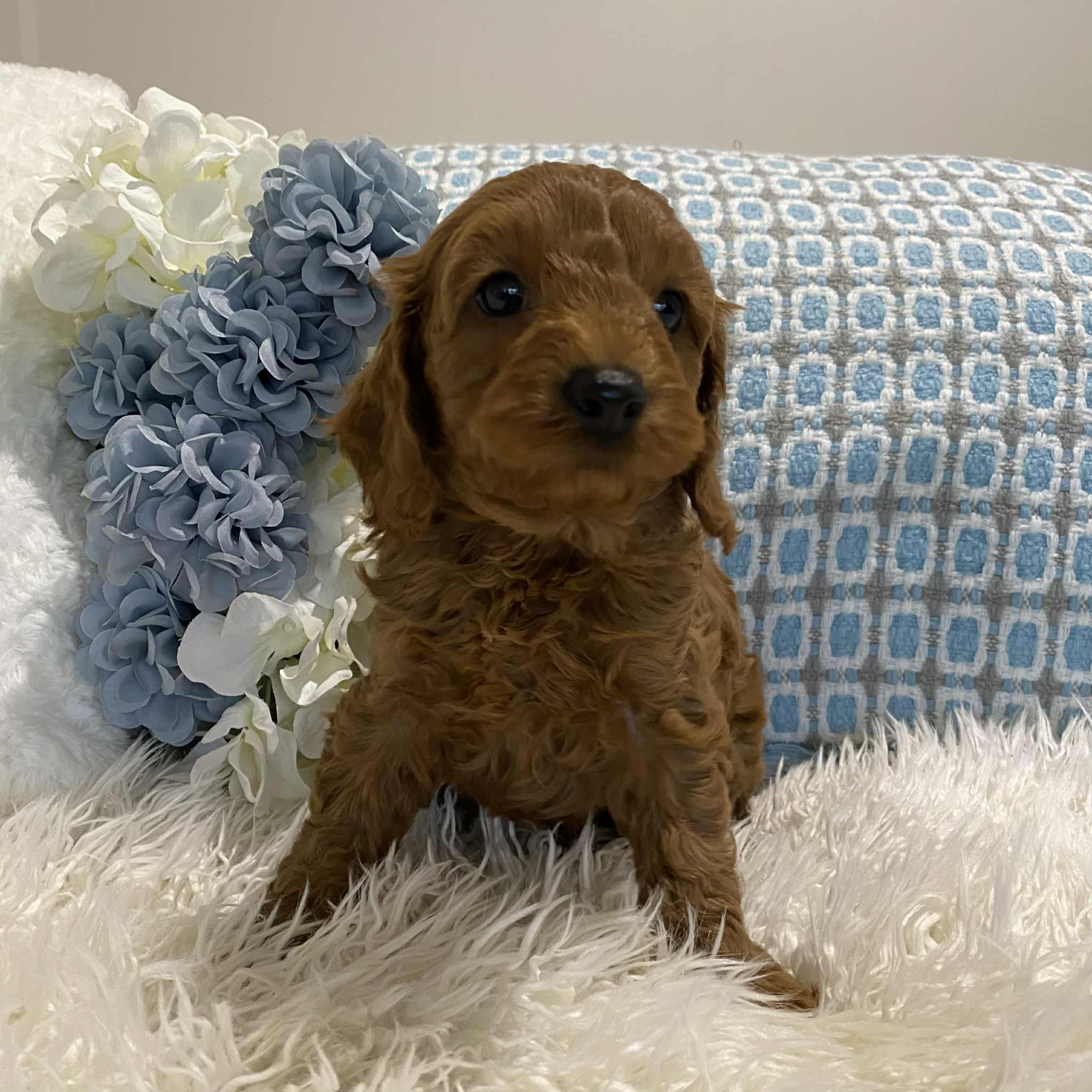Cavoodle Mini Male Chico - Available to Adopt 18th July 2025