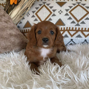 Cavoodle Toy Female Krystal - Available to Adopt 16th June 2025