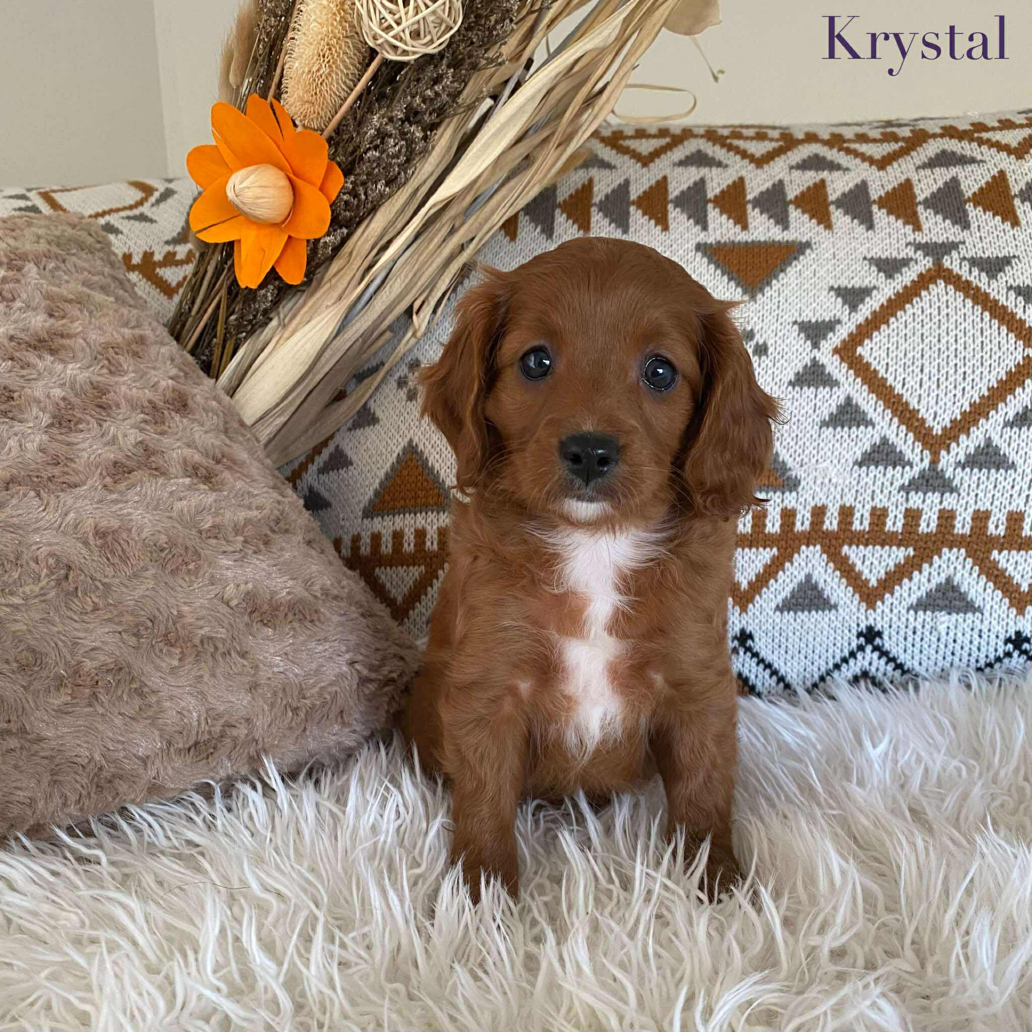 Cavoodle Toy Female Krystal - Available to Adopt 16th June 2025