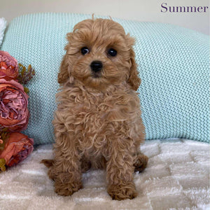 Cavoodle Toy Female Summer - Available to Adopt 10th August 2025