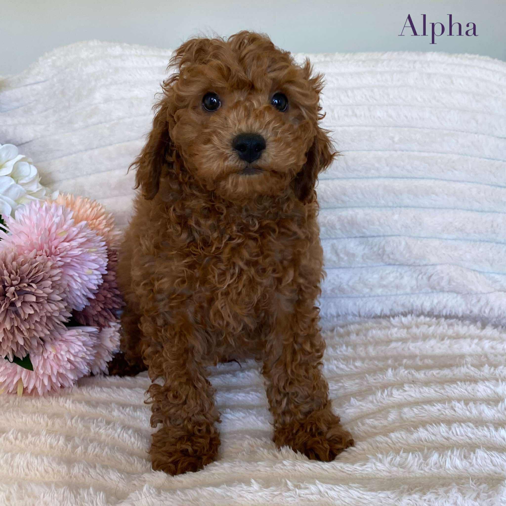 Cavoodle Mini Male Alpha - Available Now to Adopt