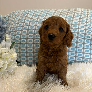 Cavoodle Mini Male Chico - Available to Adopt 18th July 2025