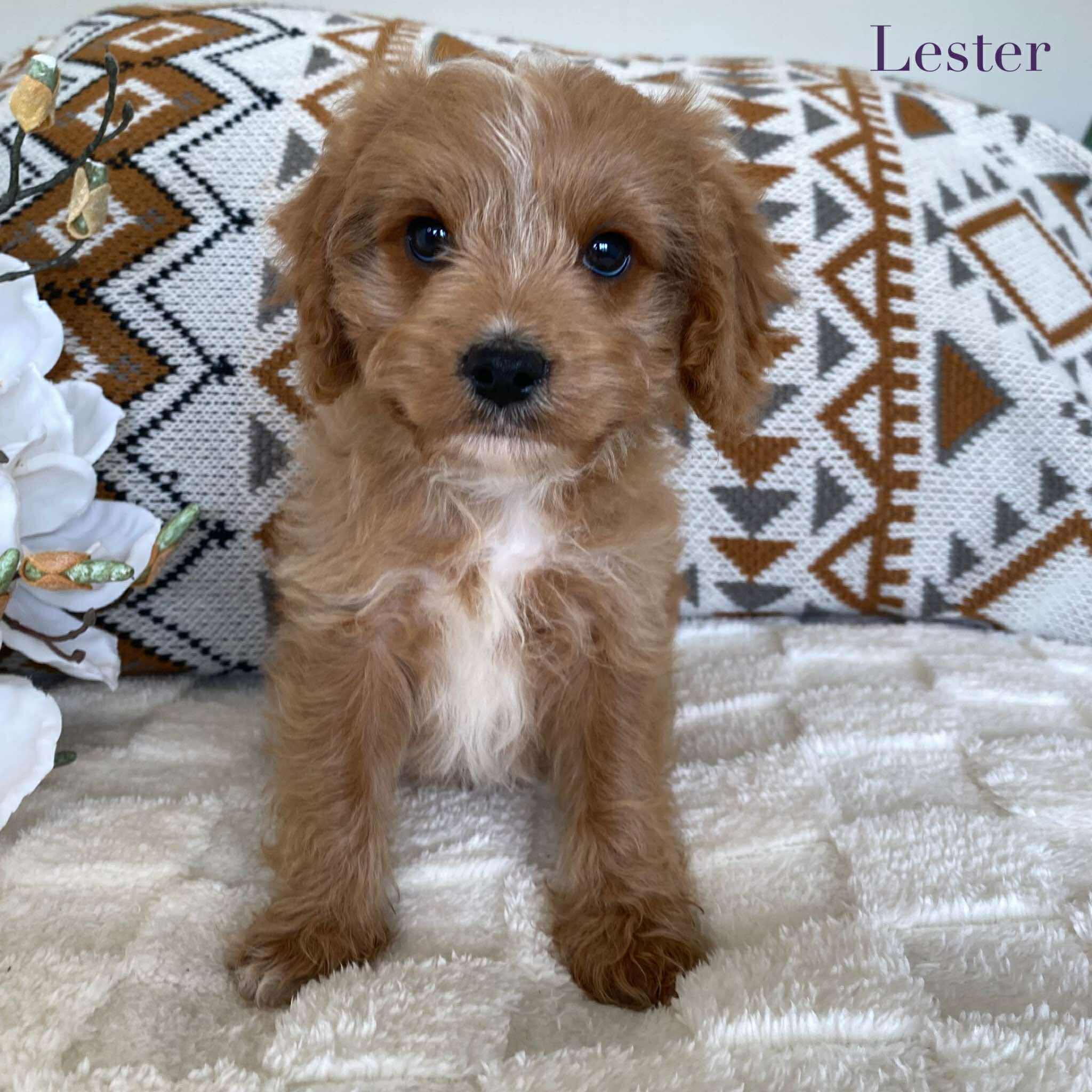 Cavoodle Toy Male Lester - Available Now to Adopt