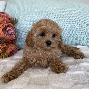 Cavoodle Toy Female Summer - Available to Adopt 10th August 2025