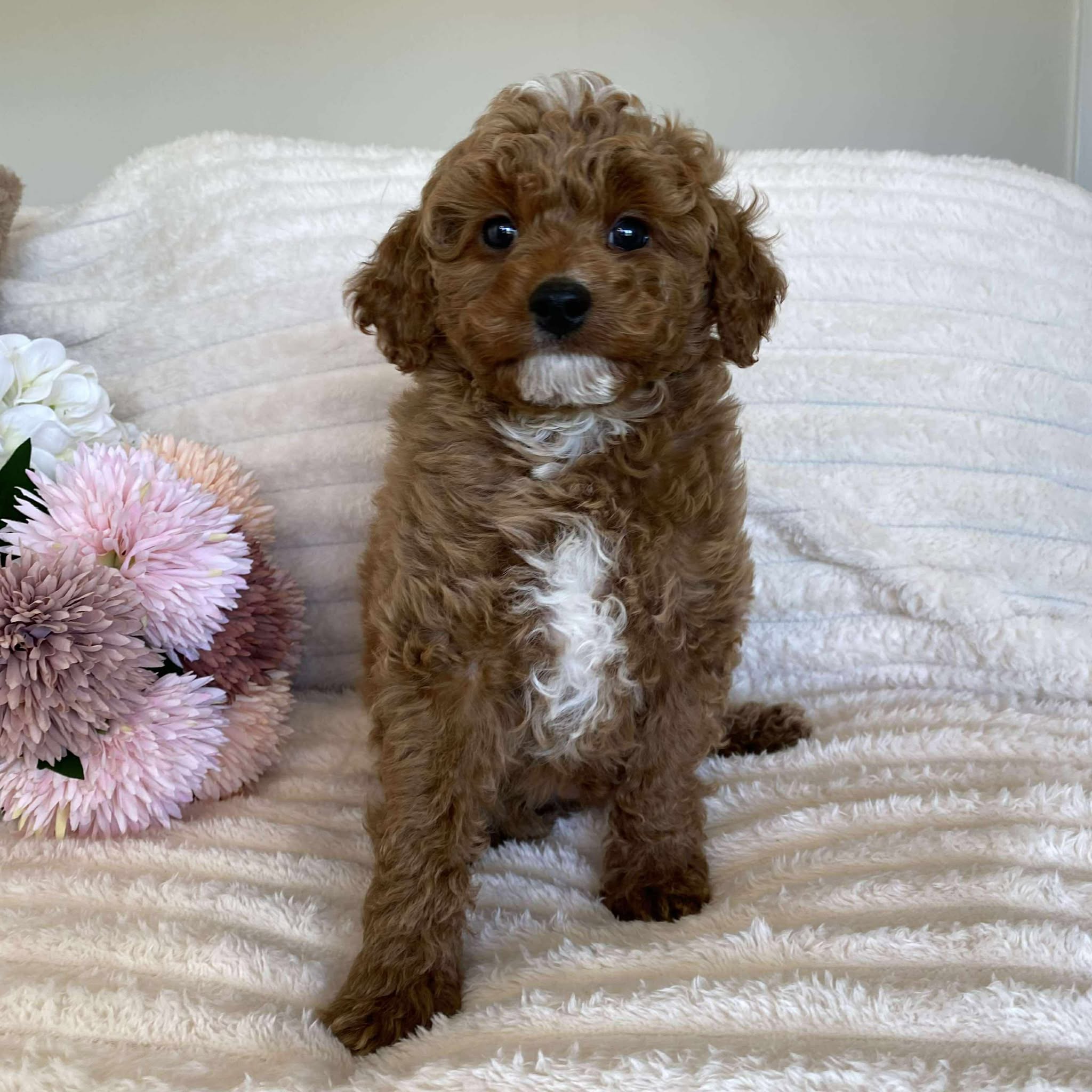 Cavoodle Mini Male Asher - Available Now to Adopt