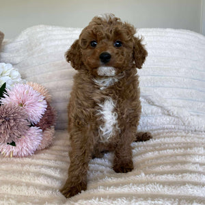 Cavoodle Mini Male Asher - Available Now to Adopt