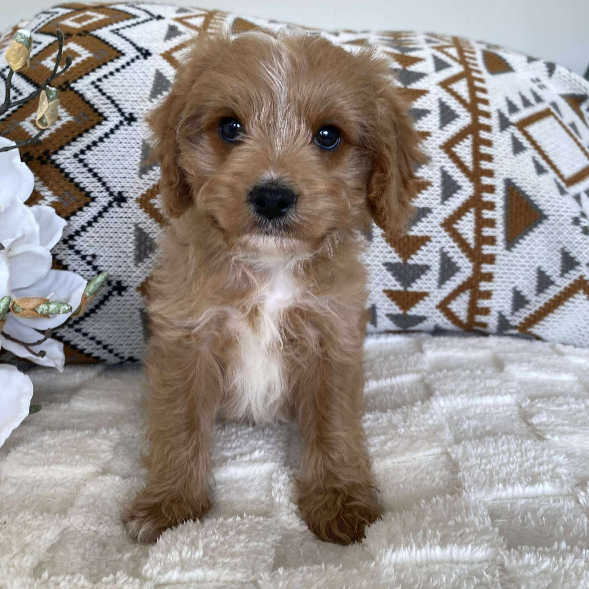 Cavoodle Toy Male Lester - Available Now to Adopt