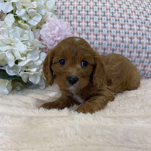 Cavoodle Toy Female Jazmine - Adopted