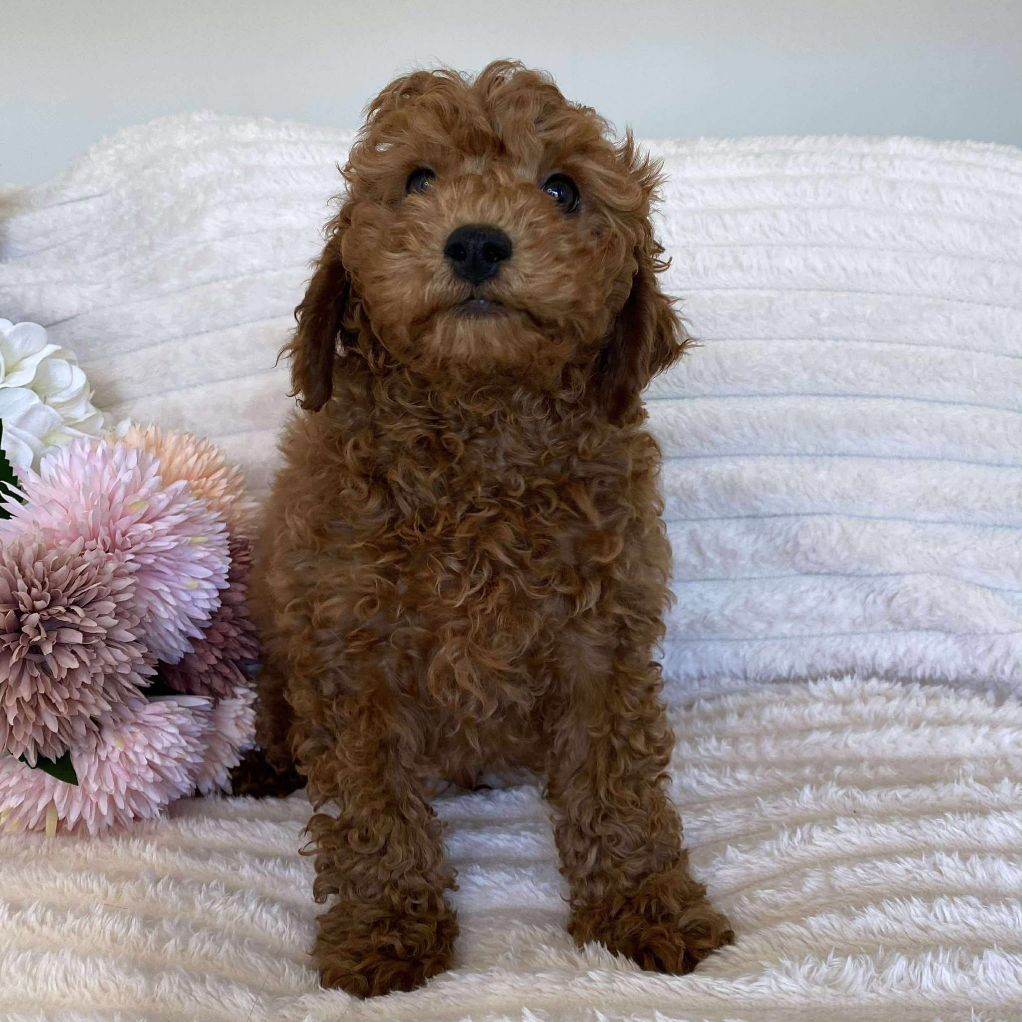 Cavoodle Mini Male Alpha - Available Now to Adopt