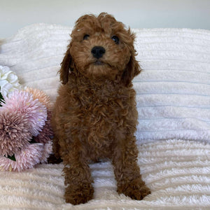 Cavoodle Mini Male Alpha - Available Now to Adopt