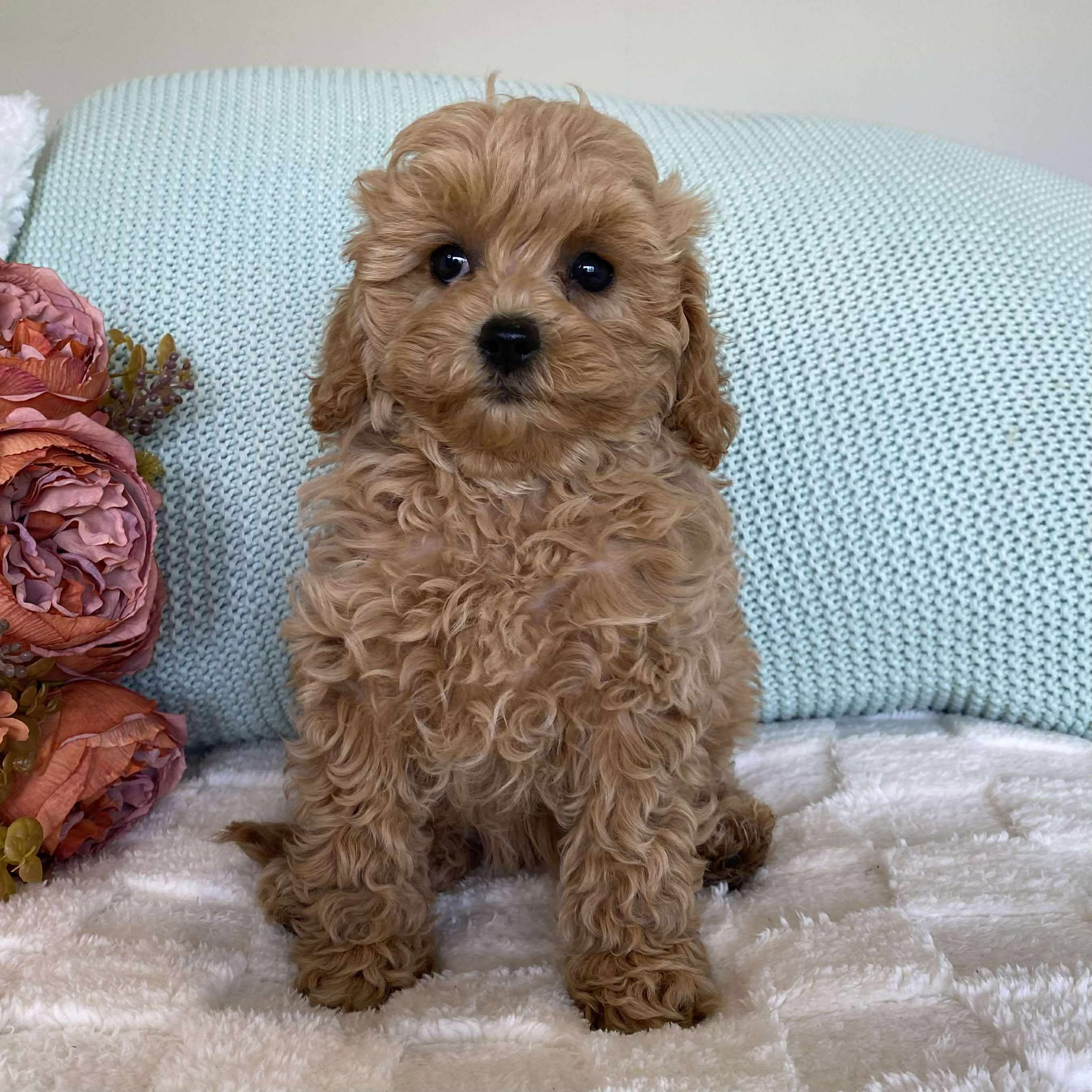 Cavoodle Toy Female Summer - Available to Adopt 10th August 2025